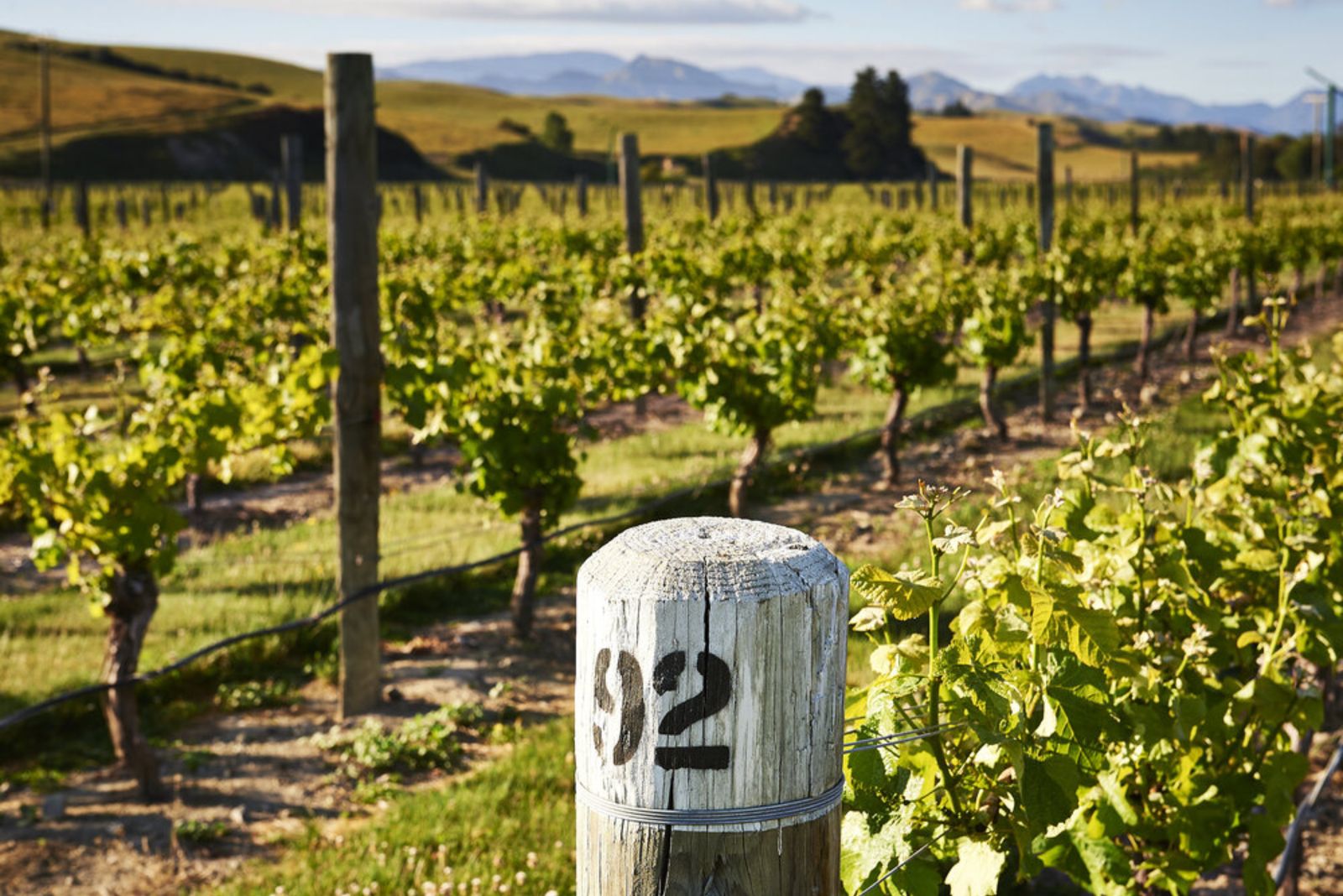 Young vine rows in Jackson Estate's Marlborough vineyard with a numbered block post and mountains beyond