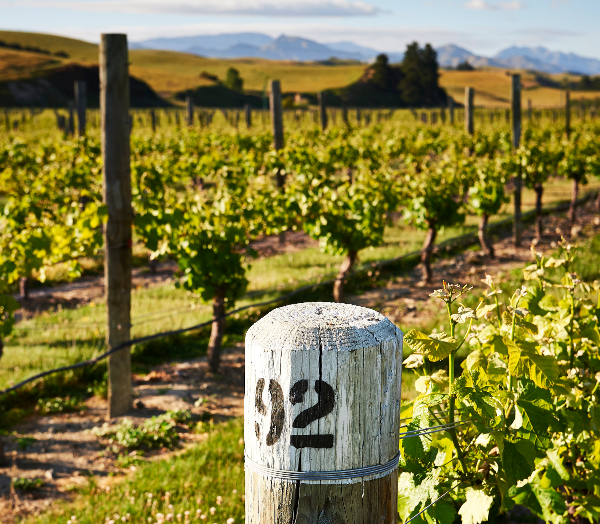 Weathered vineyard post marked "92" at Jackson Estate Vineyard with mountain ranges in background, Marlborough