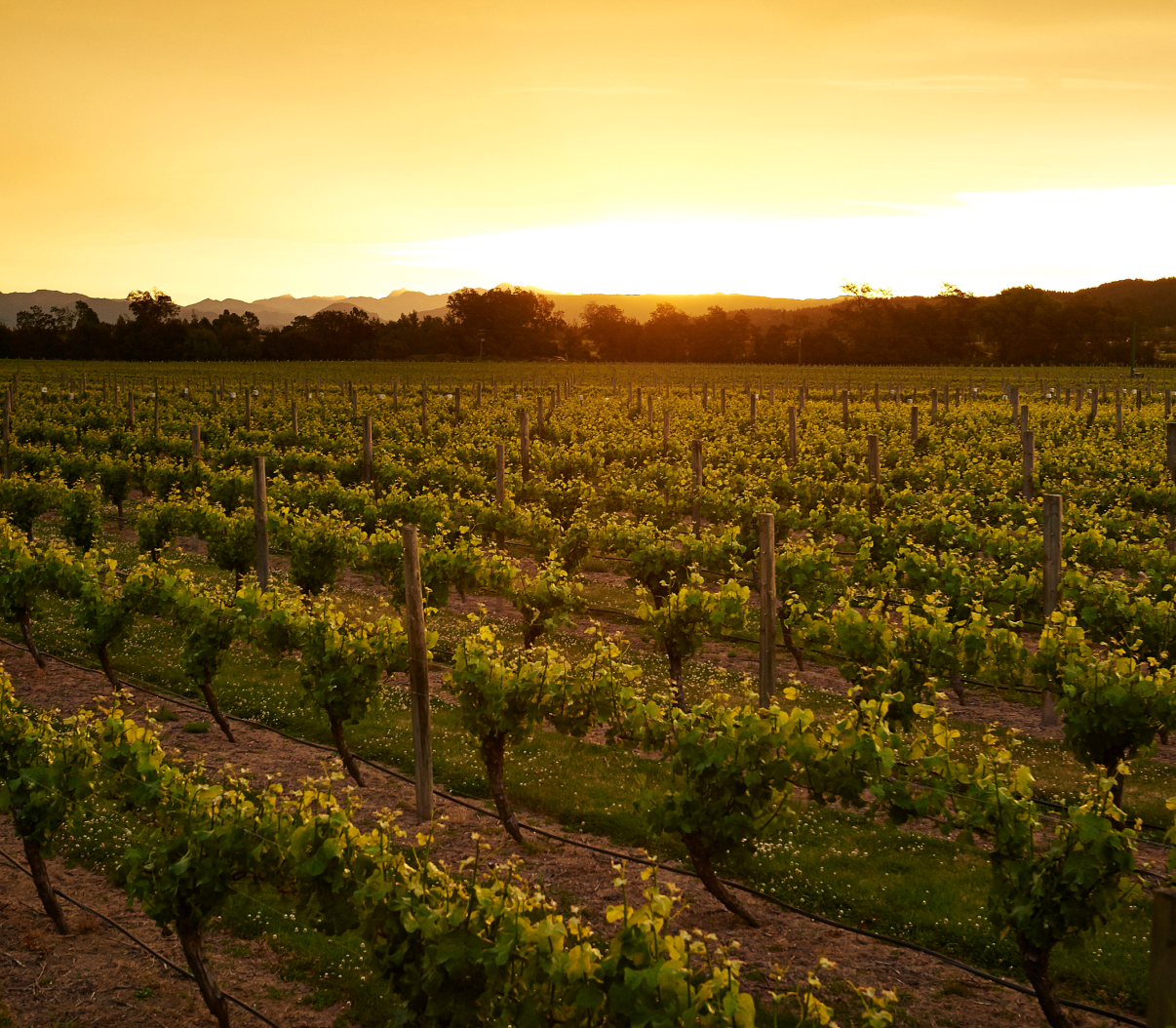 Jackson Estate Vineyard rows bathed in golden sunset light, Marlborough