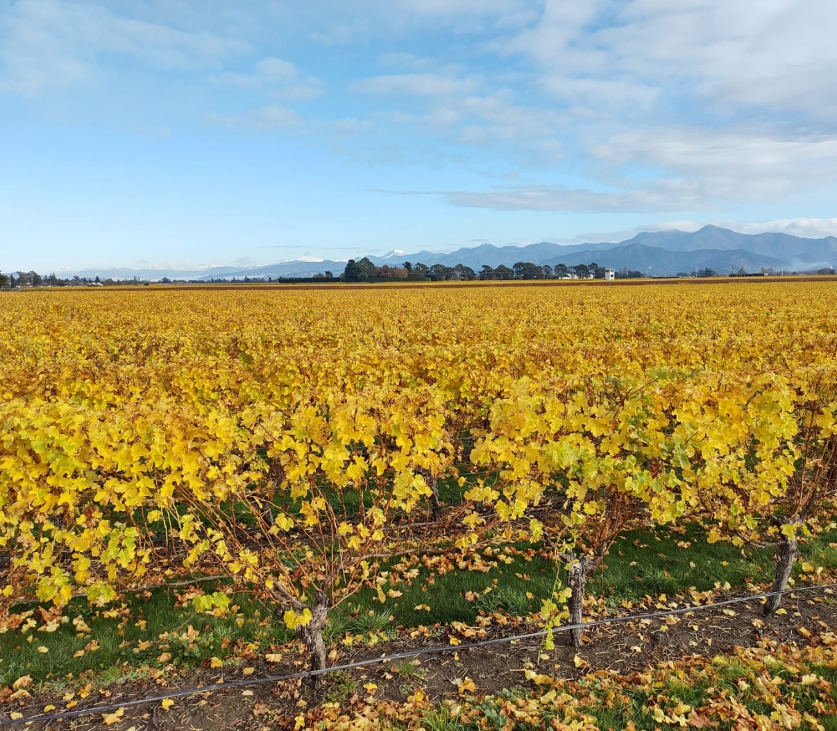 Jackson Estate Vineyard rows in golden autumn foliage stretching to a mountain range, Marlborough