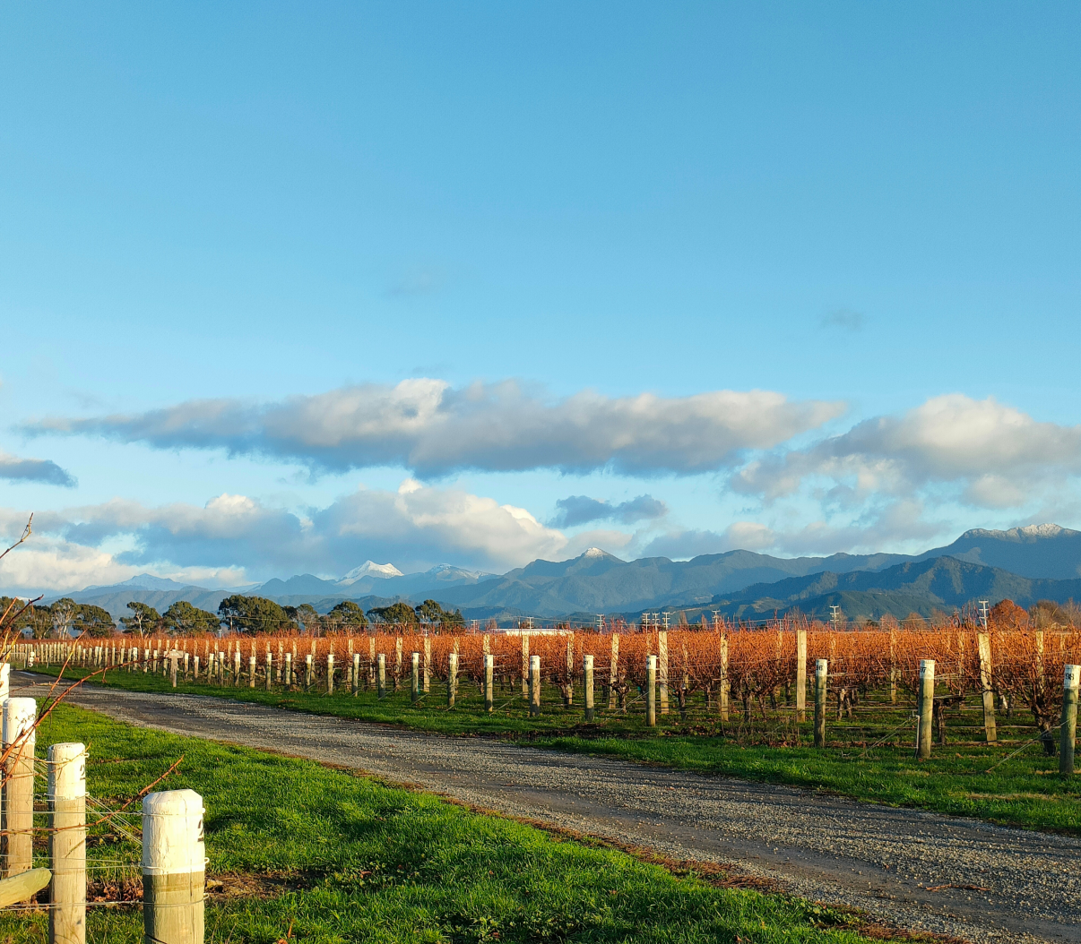 Dormant winter vines at Jackson Estate Vineyard alongside a gravel road, with snow-capped Marlborough mountains beyond