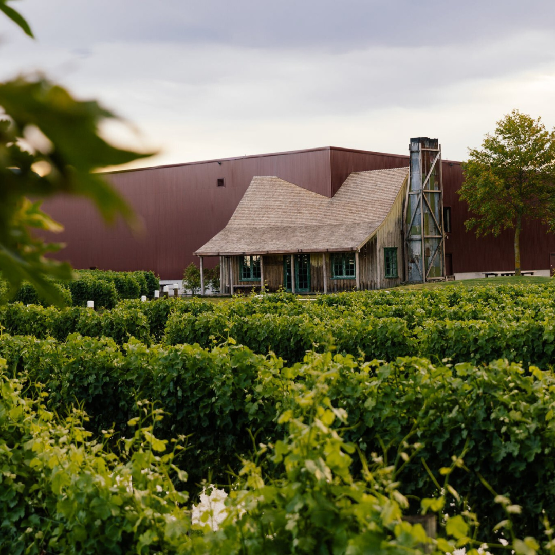 Jackson Estate winery building and cellar door seen from across lush green vineyard rows at dusk