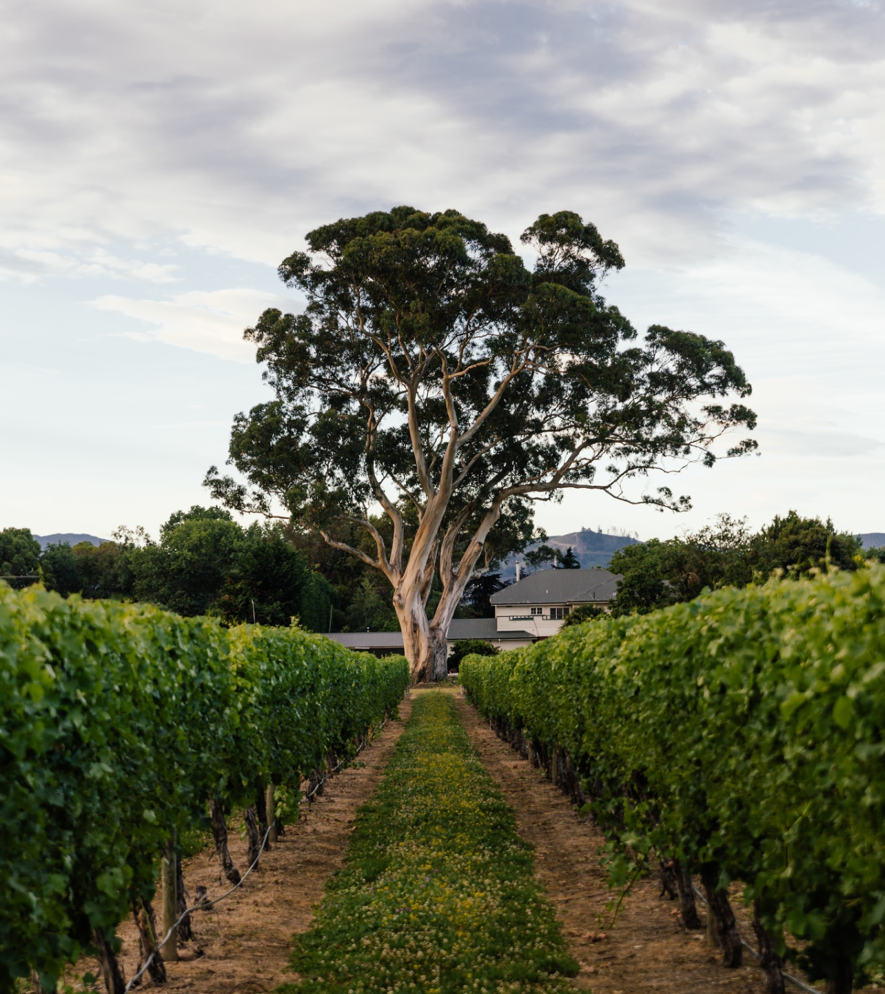 Jackson Estate Vineyard rows leading to the Grey Ghost tree and winery buildings, Marlborough