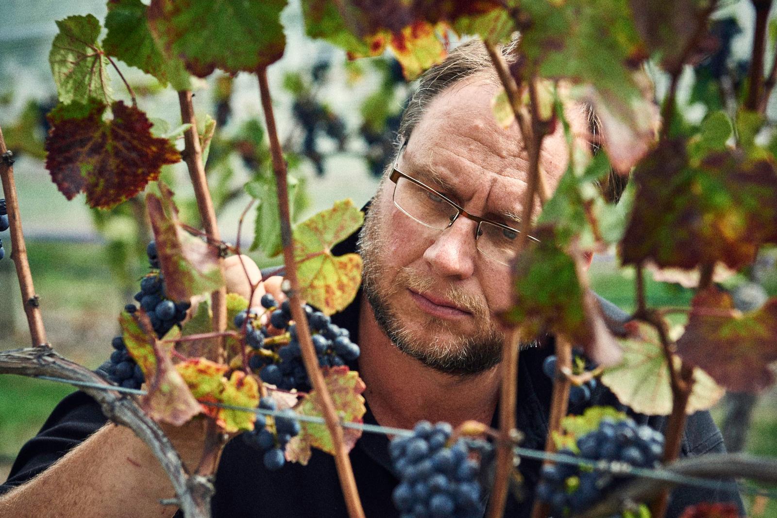 Jackson Estate Head Winemaker Matt Patterson-Green inspecting ripe Pinot Noir grapes on the vine