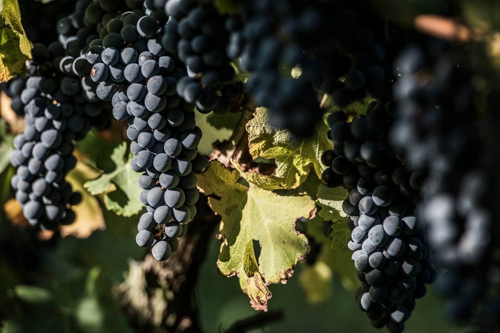 Ripe Pinot Noir grapes on the vine in Jackson Estate's Marlborough vineyard