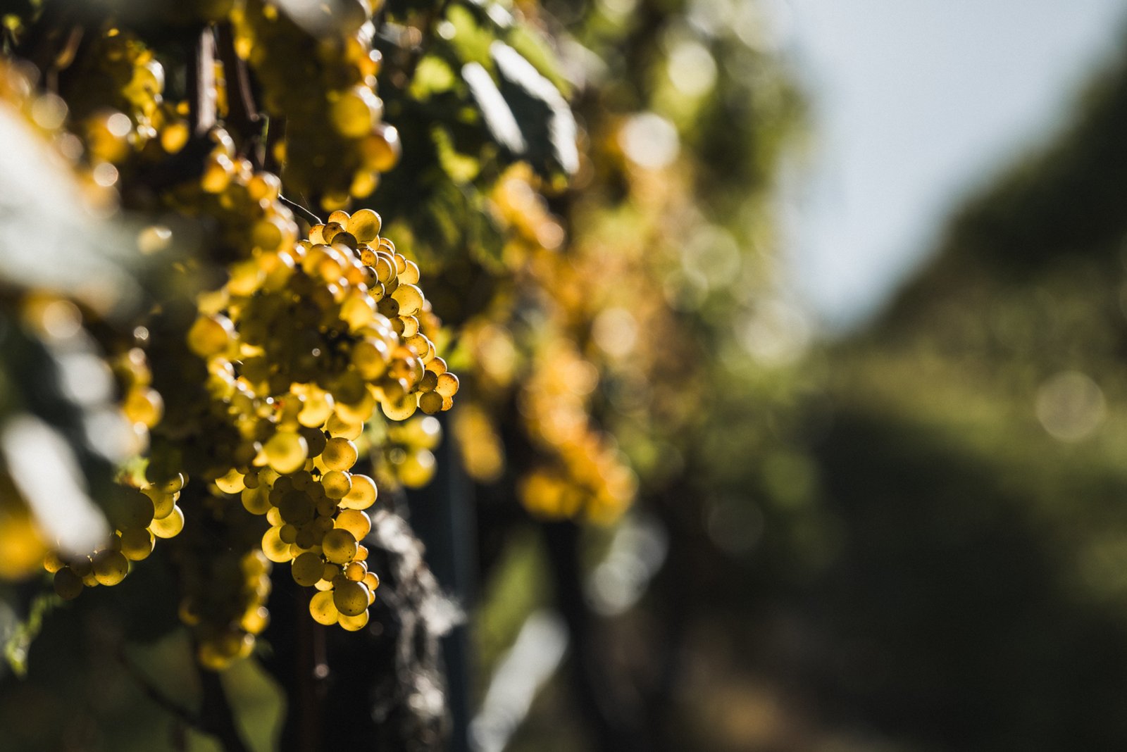 Ripe Chardonnay grapes backlit by the sun on the vine in Jackson Estate's Marlborough vineyard