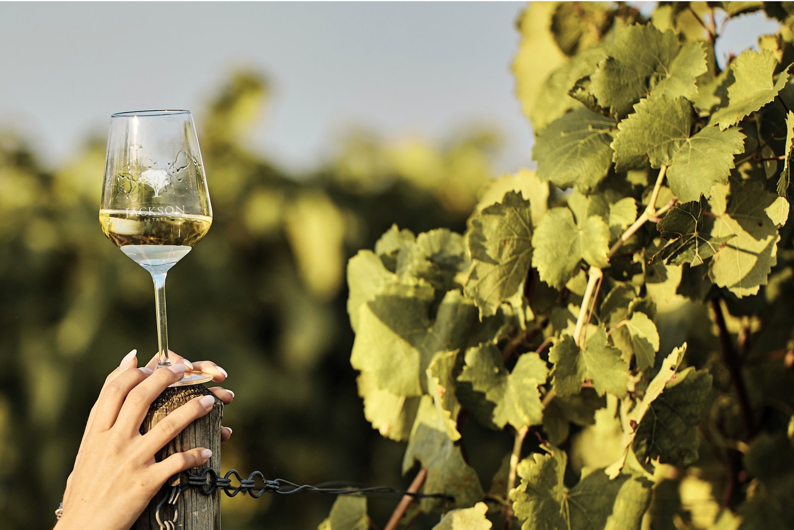 A hand holding a glass of Jackson Estate white wine against sunlit Marlborough vines, the Grey Ghost emblem on the glass