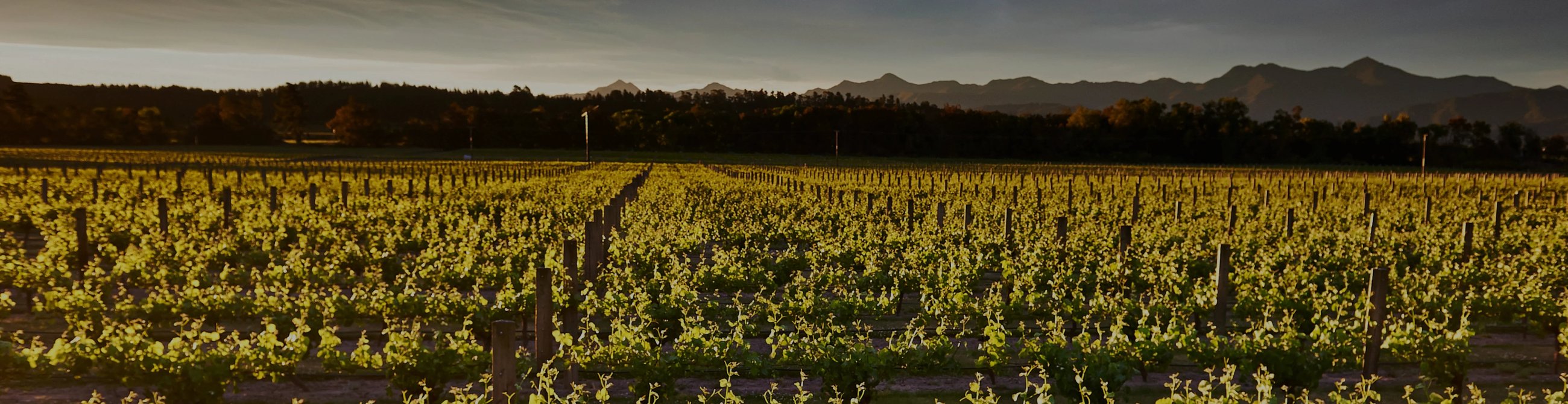 Jackson Estate's Marlborough vineyard rows at golden hour with mountains beyond