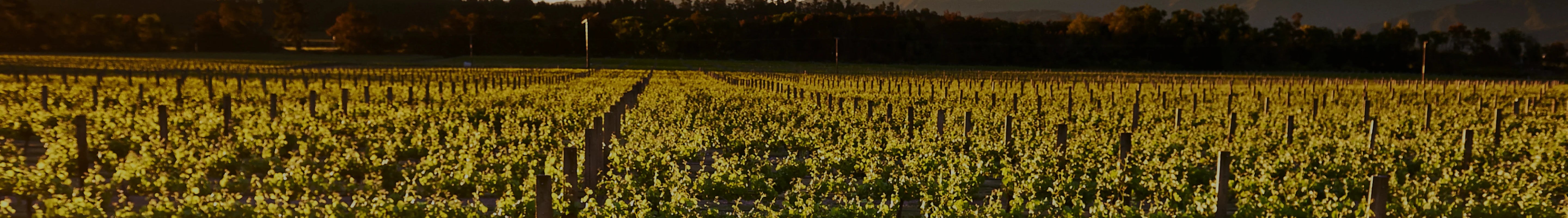 WHITE WINES
