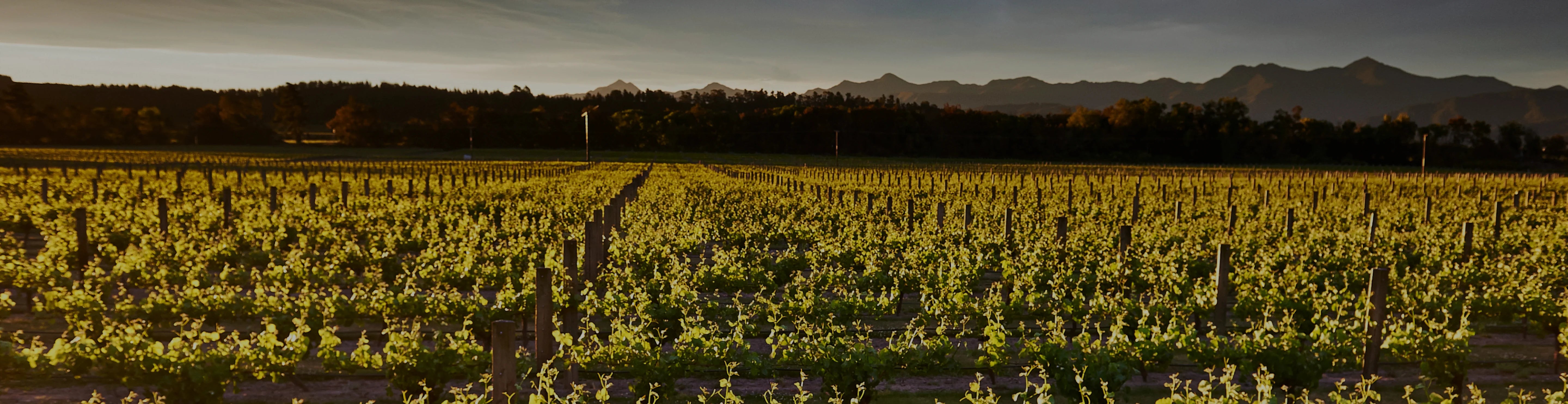 WHITE WINES