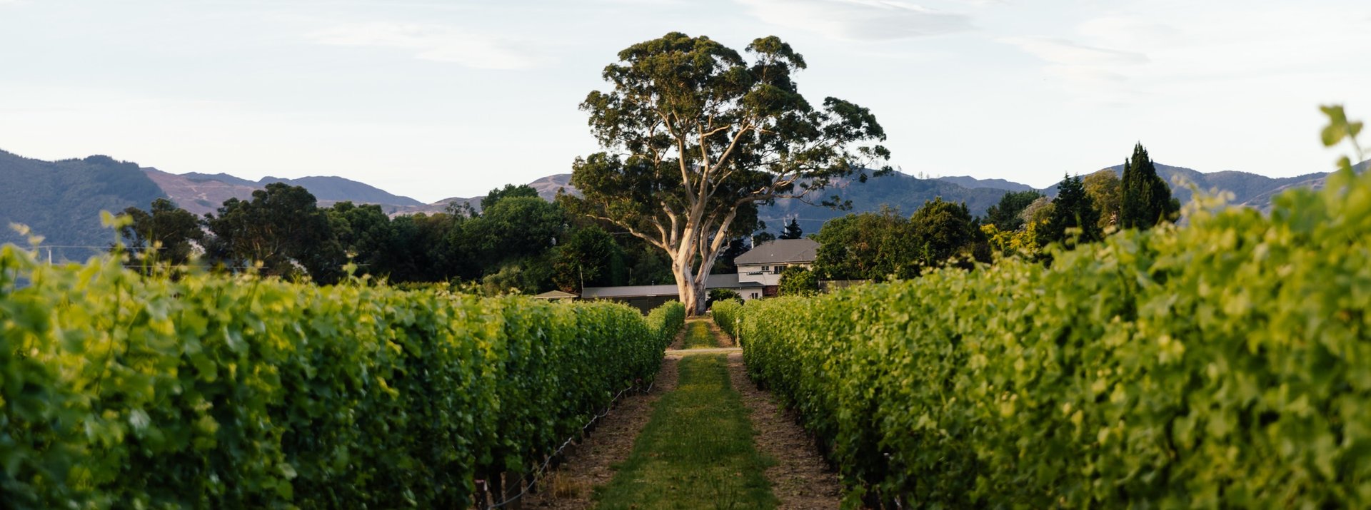 Vineyard rows leading to the Grey Ghost tree (Jackson Estate's signature gum tree) and winery, Marlborough
