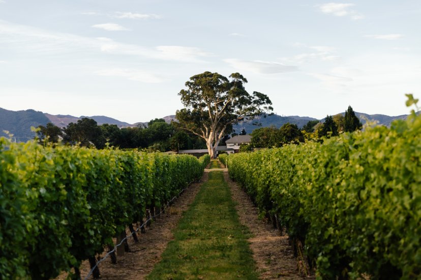 Jackson Estate Vineyard rows leading to the Grey Ghost tree and winery, Marlborough mountains in soft evening light