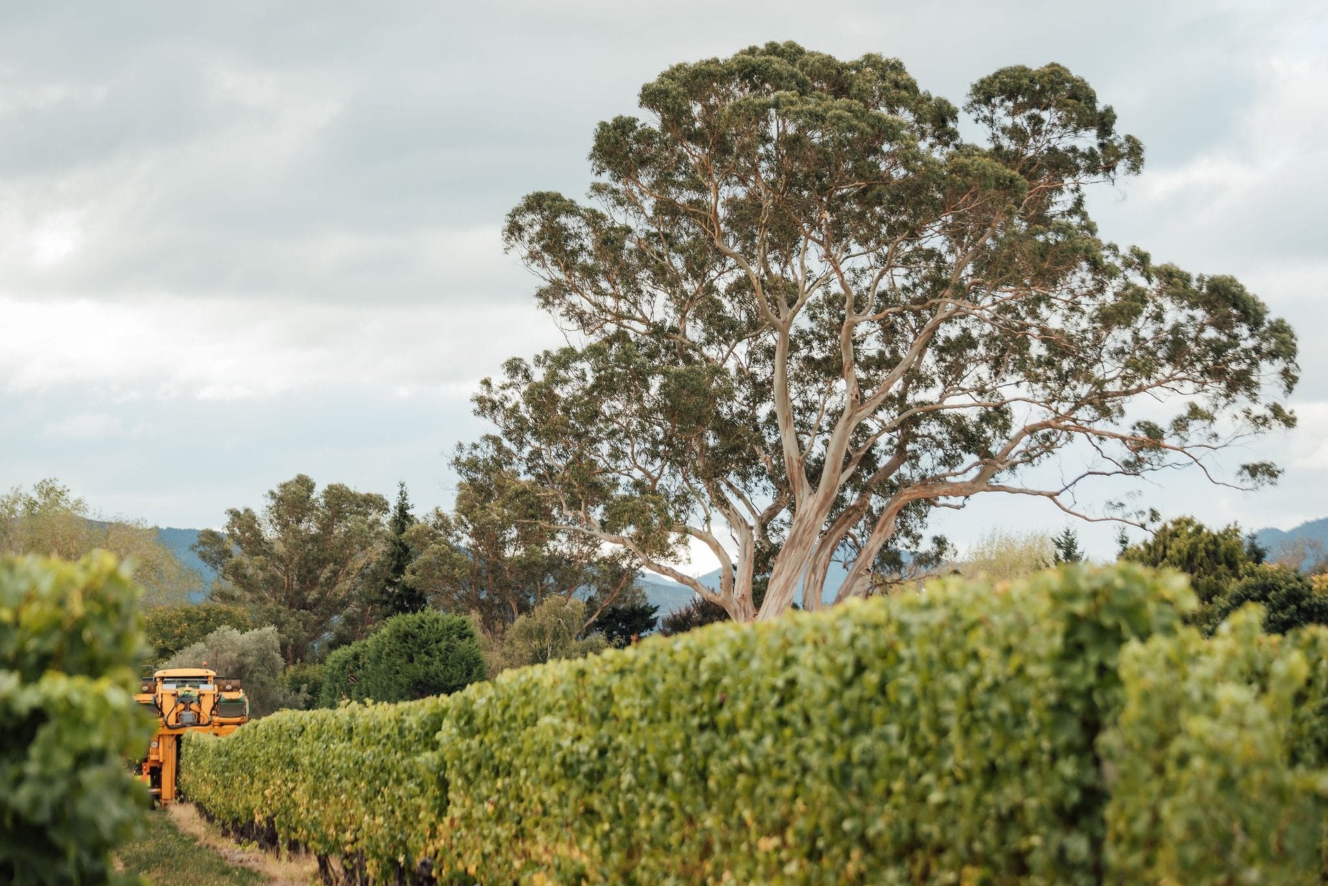 Jackson Estate Vineyard with a harvester between vines and the Grey Ghost gum tree rising above the canopy, Marlborough