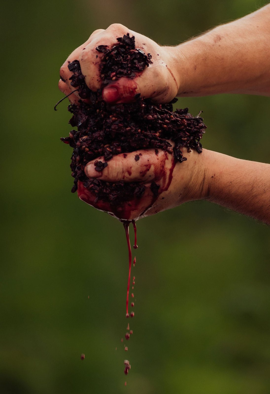 Hands squeezing crushed red grapes, with deep red juice dripping downward against a blurred green background