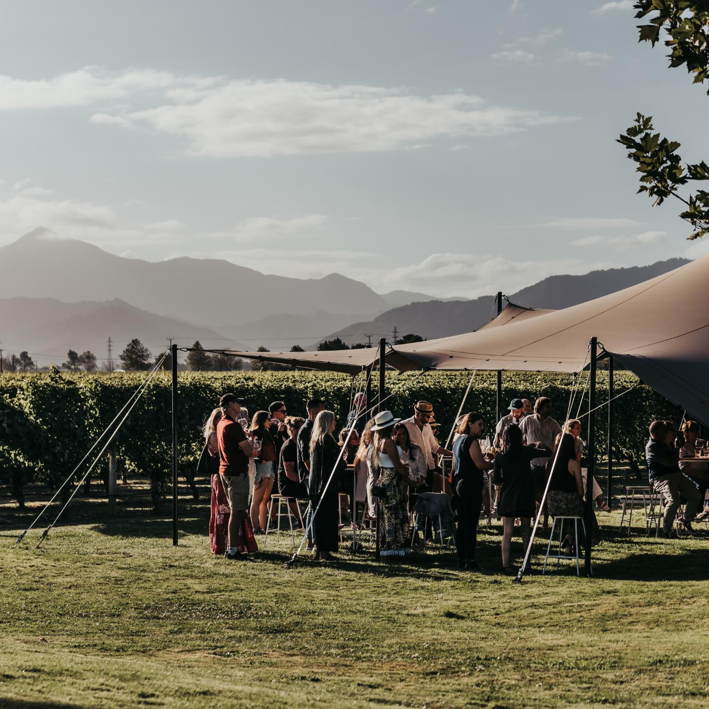 Outdoor gathering under a stretch tent in a vineyard, with mountains and golden evening light in the background