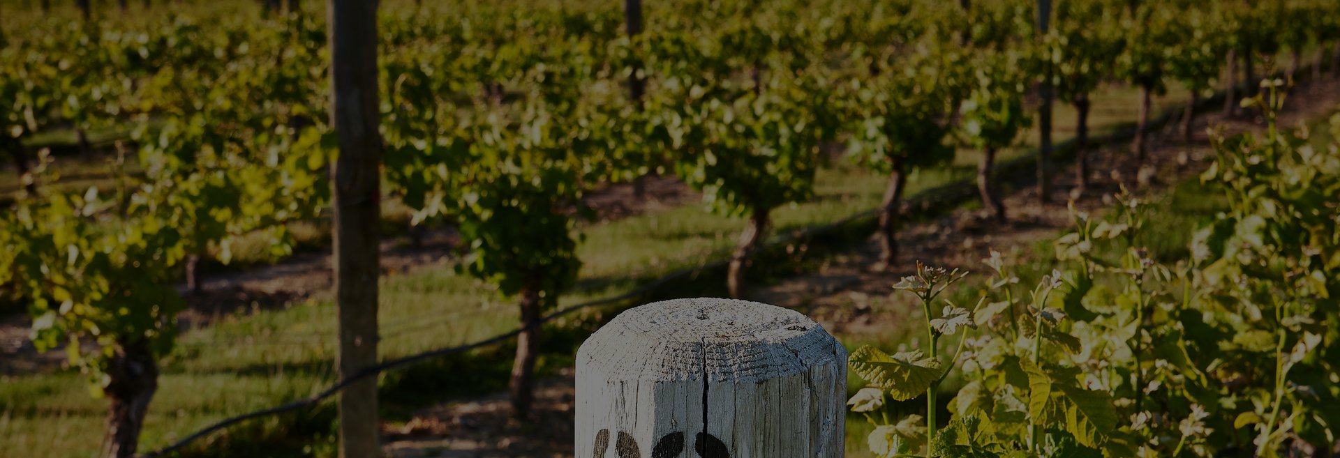 Weathered wooden post among rows of green grapevines at Jackson Estate Vineyard, Blenheim, Marlborough