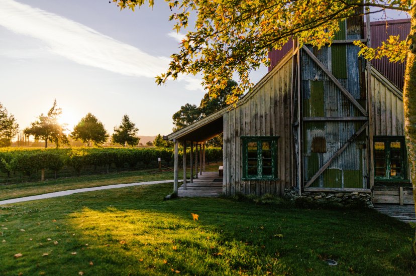 Rustic weathered barn at Jackson Estate with vineyard rows and golden sunset light filtering through surrounding trees