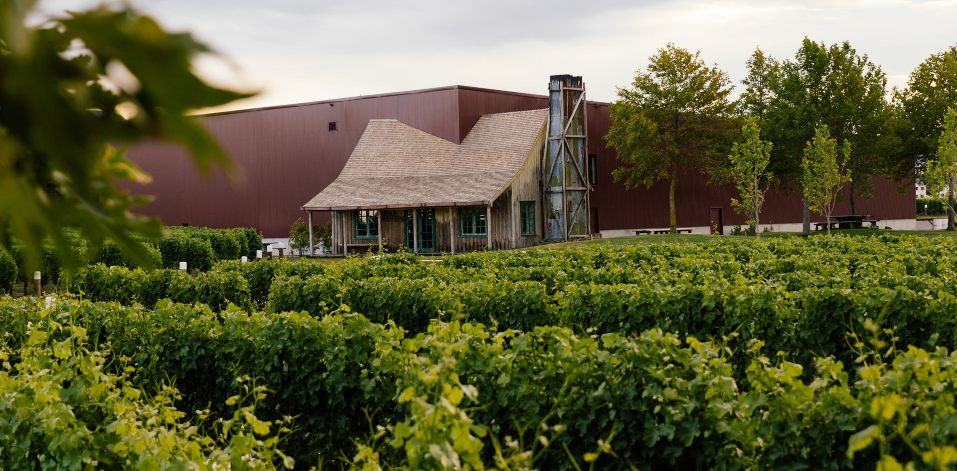 Jackson Estate winery buildings seen across rows of lush green grapevines under a cloudy sky