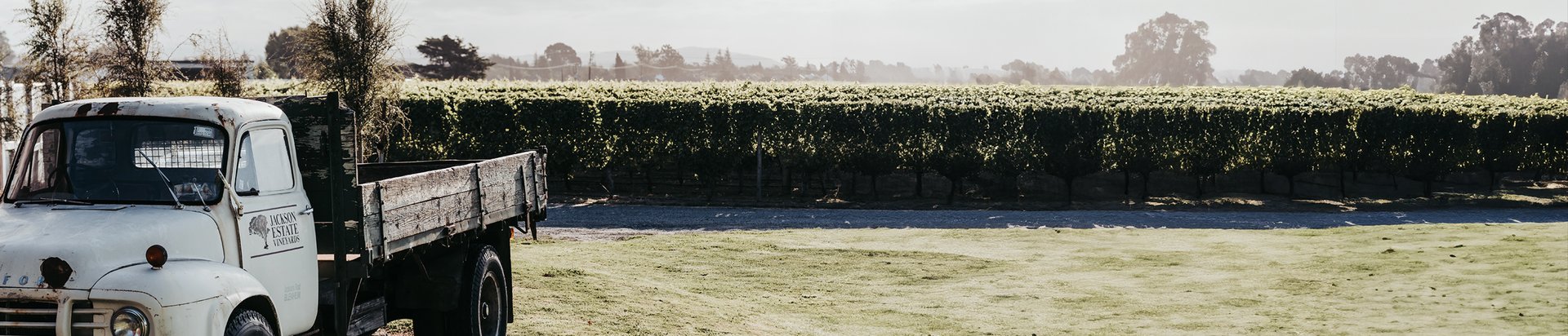 Vintage white truck parked beside a tall hedge row at Jackson Estate vineyard on a misty morning