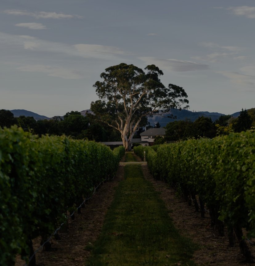 Jackson Estate Vineyard rows leading toward the Grey Ghost gum tree and winery buildings at dusk, Marlborough