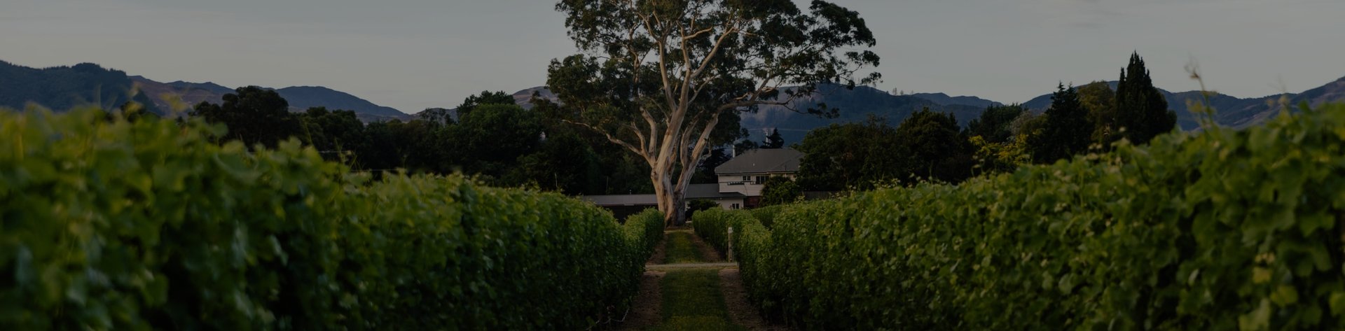 Jackson Estate Vineyard rows leading to the Grey Ghost tree and winery buildings at dusk, Marlborough