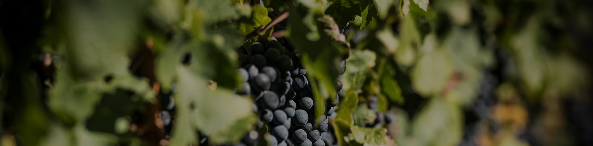 Dark red wine grapes hanging on the vine among green leaves, shot in soft natural light