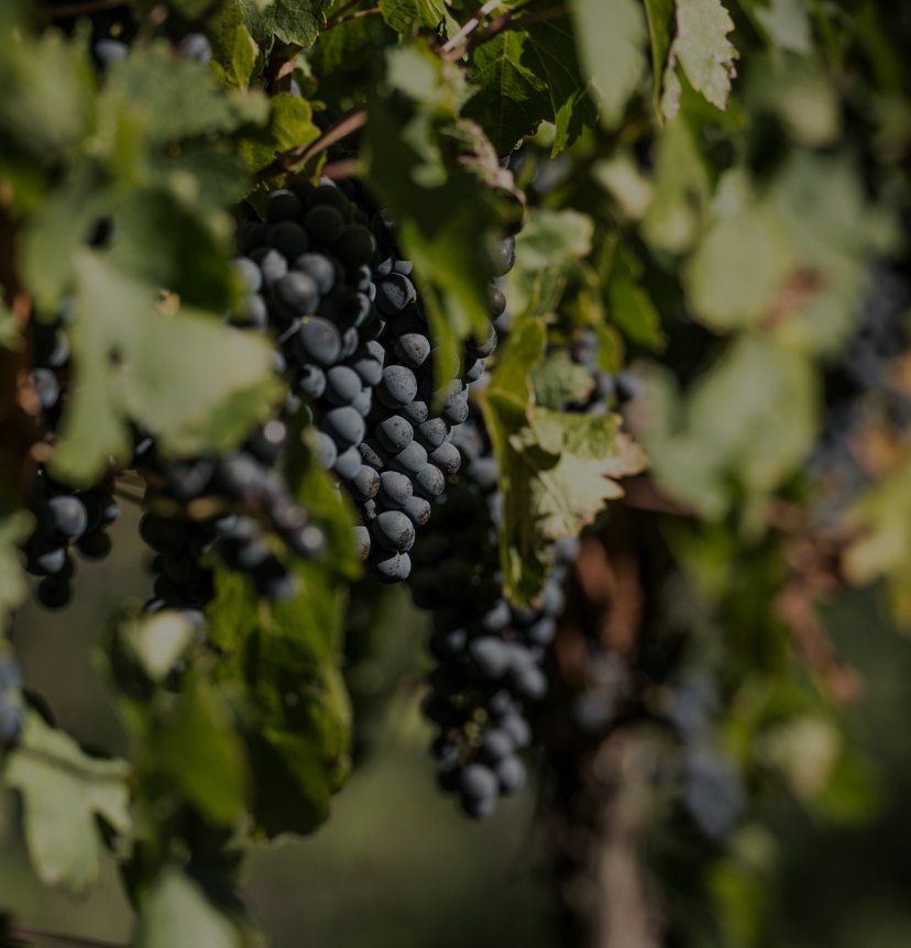 Dark red wine grapes hanging on the vine among green leaves, lit by warm sunlight