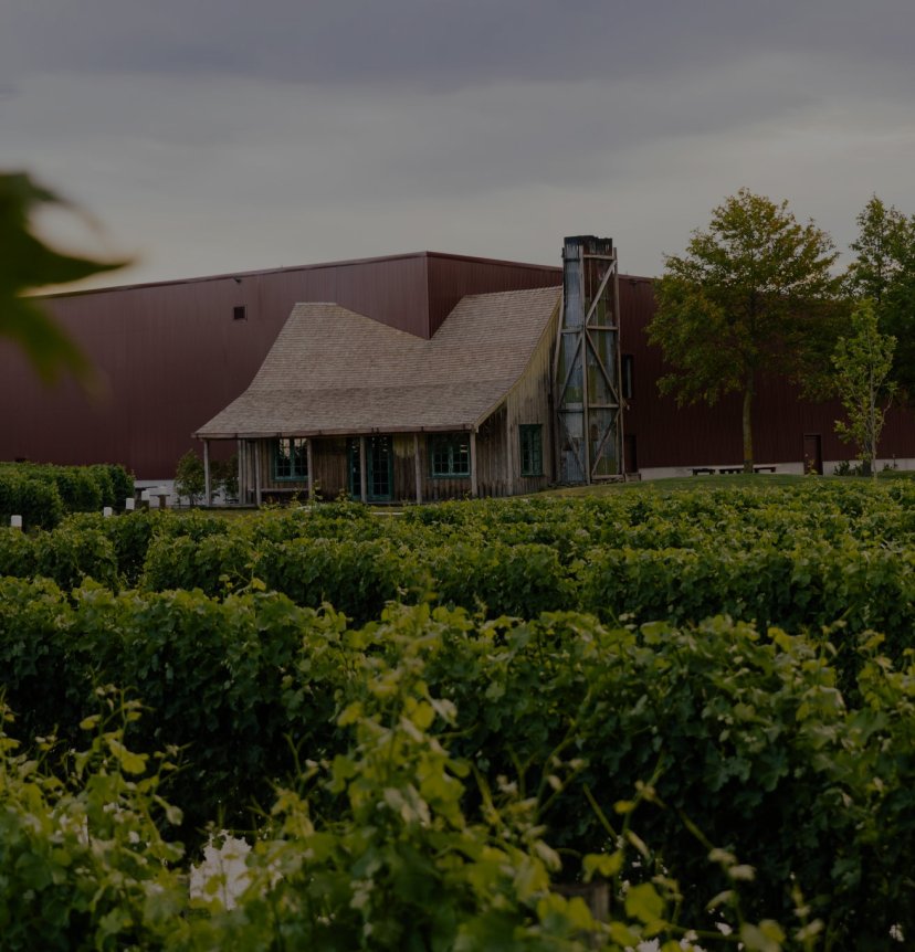 Jackson Estate winery buildings seen from across the vineyard, with green vines in the foreground under an overcast sky