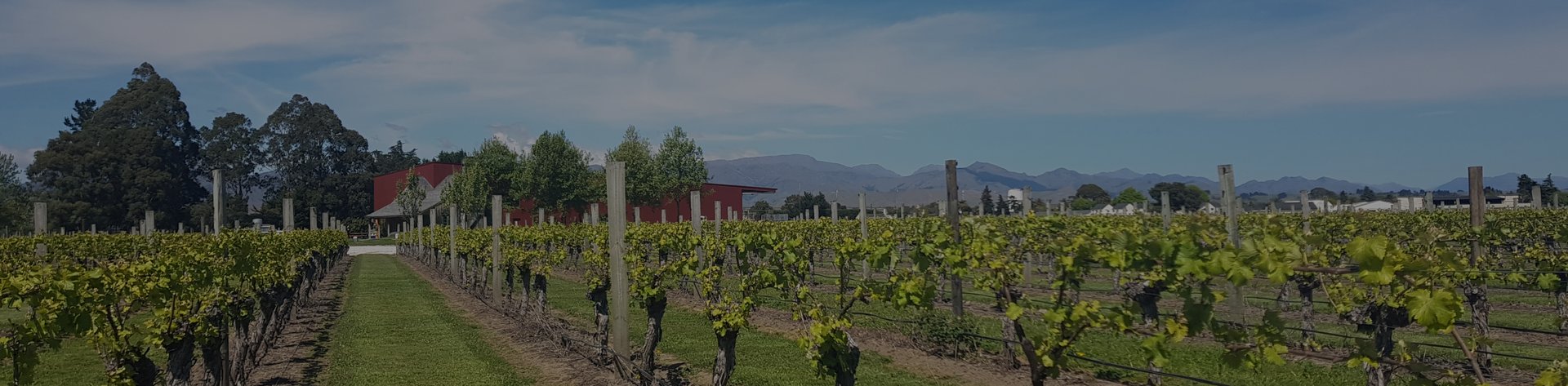 Rows of grapevines at Jackson Estate with a red winery building and mountain ranges visible in the background