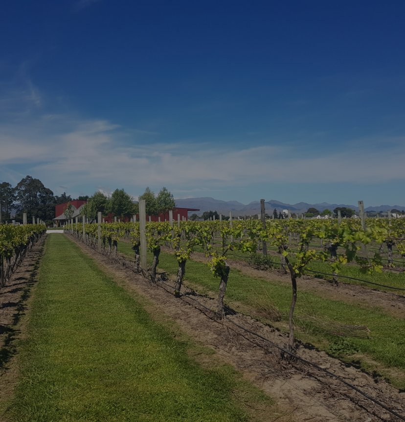 Rows of vines at Jackson Estate with red winery buildings, tall trees, and mountain ranges under a blue sky.